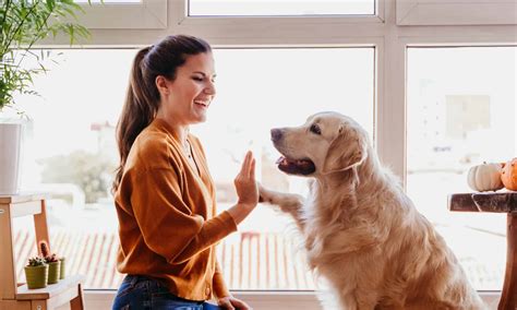 Why Can't Dogs Talk? Will They Ever Speak? - A-Z Animals