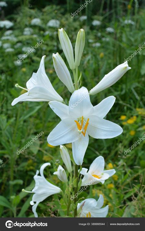 Flower Lily Pictures