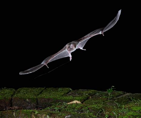 Bats that Run - Bat Conservation International