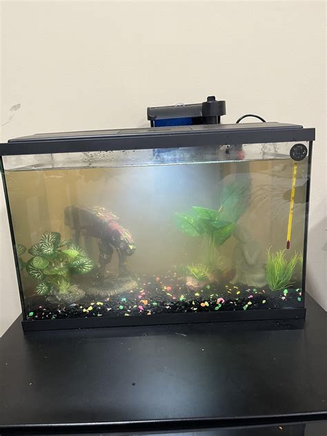 Fish died today in my tank and need help understanding why : r/fishtank
