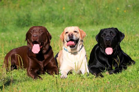 Image result for Rescue Dogs Labrador Retriever