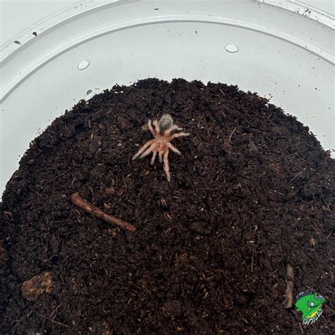 Rose Hair Tarantula Baby
