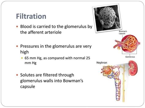 Urine-formation-ppt.pptx A powerpoint on the mechanism of urine production | PPTX