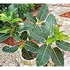 Modern Plants Live Pilkhan/Ficus virens/Pakad tree Very Beneficial ...