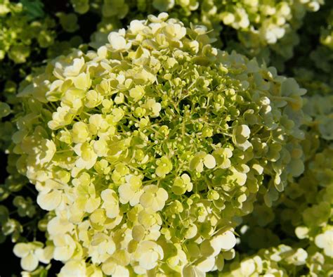 Best hydrangeas for small spaces: 5 compact floral shrubs | Homes and ...