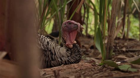 Bird turkey sleep 10806538 Stock Video at Vecteezy