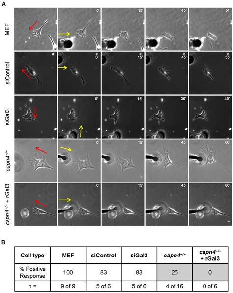 Calpain Small Subunit Mediated Secretion of Galectin-3 Regulates ...