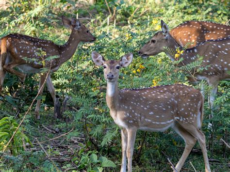 Uttarakhand: Jhilmil deer reserve all set to turn into an eco-tourism ...
