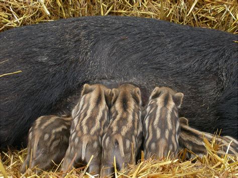 Genetic Mutation In Animals Genetic Mutations Teaching Resources