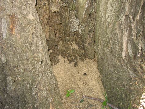 What Do Carpenter Ant Mounds Look Like at Eric Mullins blog