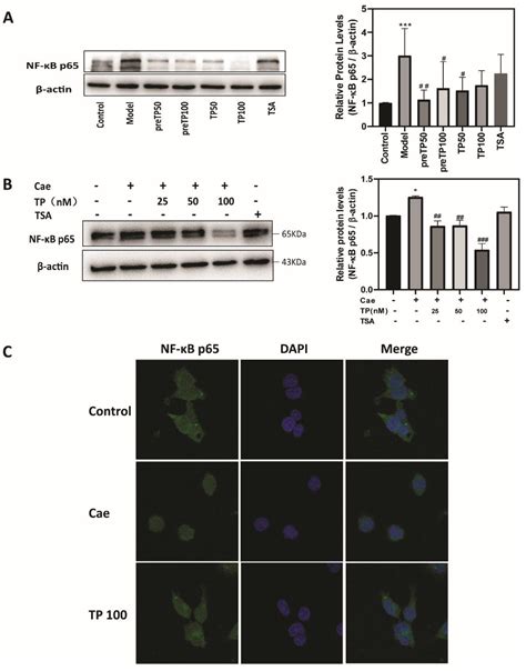 Triptolide Suppresses NF-κB-Mediated Inflammatory Responses and ...