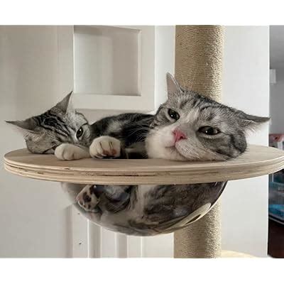 Felivecal Large Space Capsule Cat Bed Can be Mounted On Other India | Ubuy