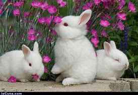 Image result for Bunnies and Flowers