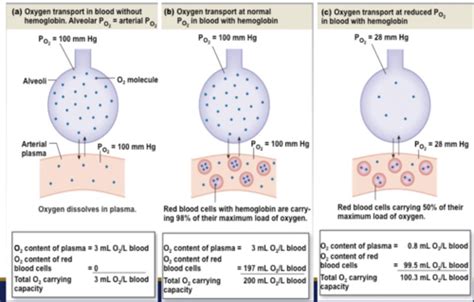 Gas exchange is the only function of blood.Group of answer choicesTrueFalse