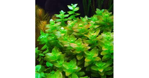 Bacopa Caroliniana