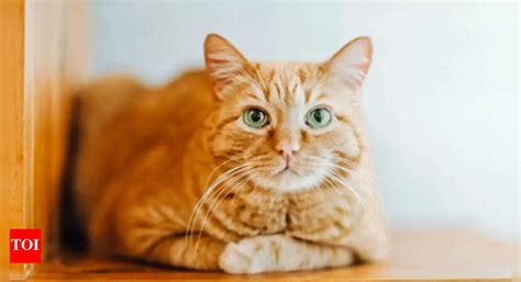 Scientists have finally solved the 100-year-old mystery of why some ...