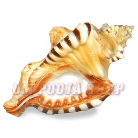 Original Ganesh Shankh Buy online Ganesh Shankha from India