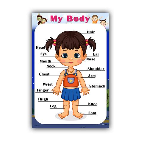 Xpresssion Decor My Body Charts Educational Poster Rolled Paper ...