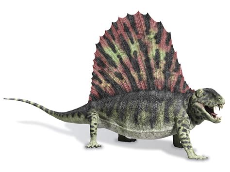 Permian Animals And Plants