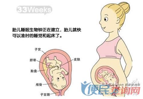 【怀孕33周】怀孕三十三周胎儿图,怀孕33周吃什么、注意什么_亲子百科_太平洋亲子网