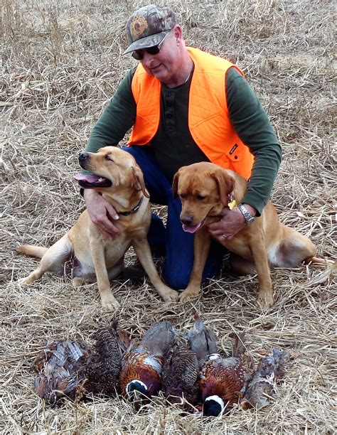 Rocky Hill Farm Labradors