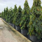 Buy Ashoka Tree, Polyalthia longifolia - Plant online from Nurserylive ...