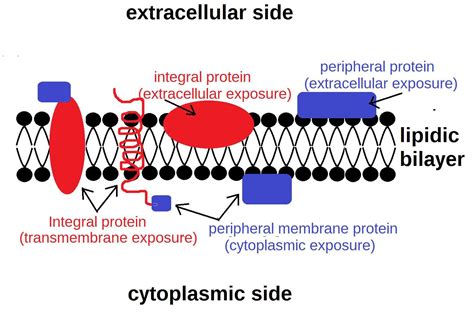 Cell Membrane Peripheral Proteins