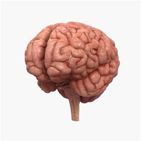 人脑 的图像结果