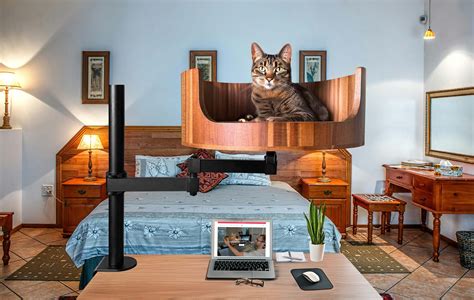 Why Does My Cat Zoom After Pooping? Explained! – Desk Cat Nest