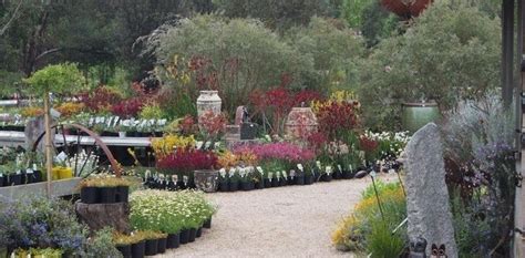 Uncover Native Treasures: Discover Sydney’s Premier Nursery for Australian Plants