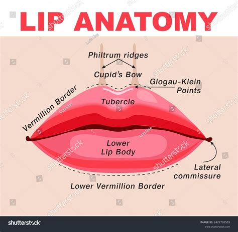 Lip Anatomy