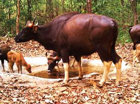 Goa: Waterholes in Mollem forest curb man-animal conflicts | Goa News ...