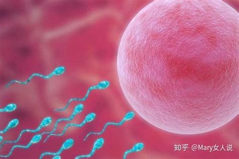 【超声笔记】NO.1 不孕症卵泡监测