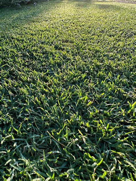 Why Turf Managers Are Backing Rio Bermuda Grass: Real-World Performance ...