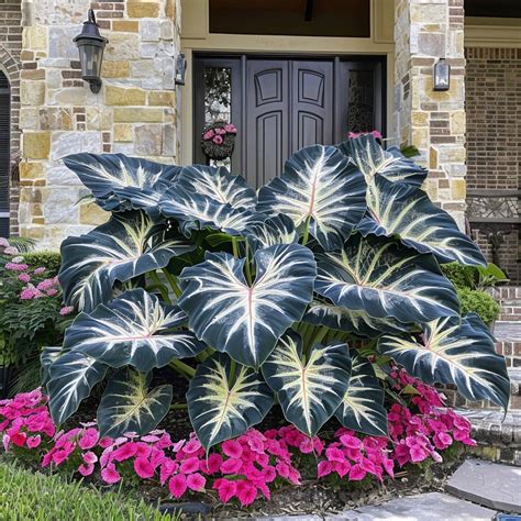 The Vibrant World of Caladiums: Growing, Caring, and Appreciating ...