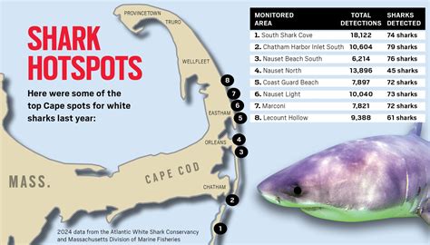 Cape Cod shark detections: Where are the top hotspots?