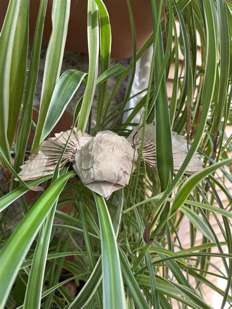 Image result for Origami Hawk