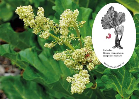 Rhapontic rhubarb - Mediamatic