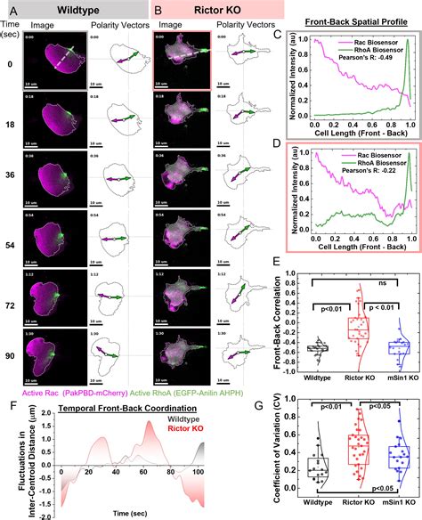 Mechanosensitive mTORC2 independently coordinates leading and trailing ...
