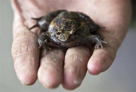 Bizarre: Protected frogs are dried to death to make traditional Chinese ...