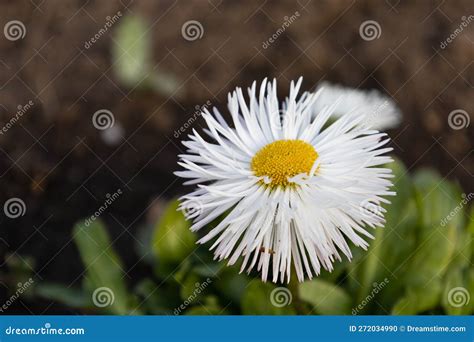 White Daisy Flower, Close Up Picture Stock Photo - Image of meadow ...