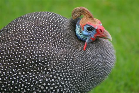 Guinea fowl | The Life of Animals