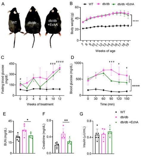 Echinochrome A Prevents Diabetic Nephropathy by Inhibiting the PKC-Iota ...