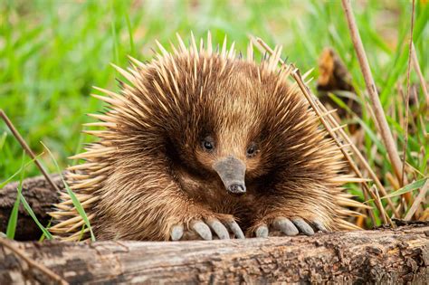 Echidna vs. Hedgehog: What’s the Difference? - A-Z Animals