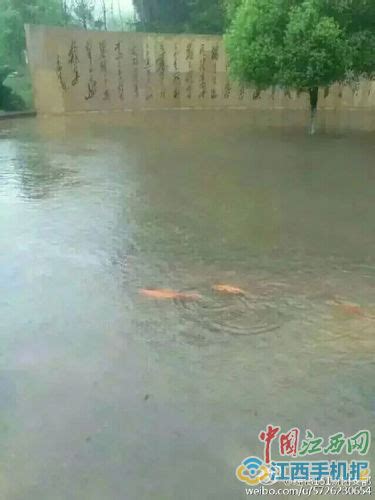 赣江上游部分河段将出现超警洪水-新华网