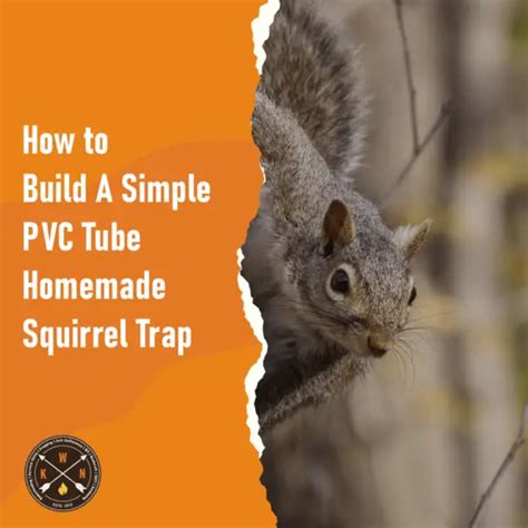 Image result for PVC Squirrel Trap