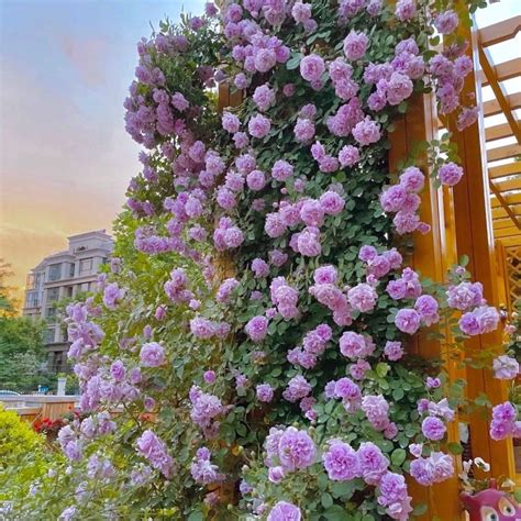 Rainy Blue 蓝色阴雨 Repeat Blooming Small Climbing Rose . - Etsy