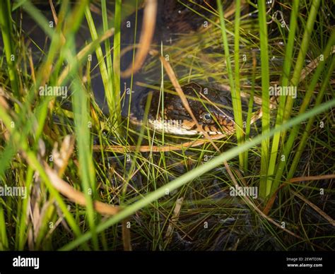 Water moccasin venomous snake in water Stock Photo - Alamy - venom of water moccasin