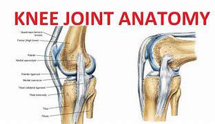 knee joint 的图像结果