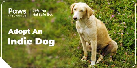 PawsIndia’s Guide to Minimizing the Expense of Dog Parenthood in India ...